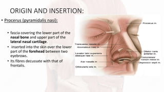 ORIGIN AND INSERTION:
• Procerus (pyramidalis nasi):
• fascia covering the lower part of the
nasal bone and upper part of the
lateral nasal cartilage.
• inserted into the skin over the lower
part of the forehead between two
eyebrows.
• Its fibres decussate with that of
frontalis.
 