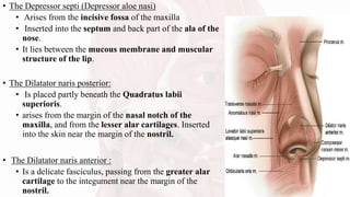 • The Depressor septi (Depressor aloe nasi)
• Arises from the incisive fossa of the maxilla
• Inserted into the septum and back part of the ala of the
nose.
• It lies between the mucous membrane and muscular
structure of the lip.
• The Dilatator naris posterior:
• Is placed partly beneath the Quadratus labii
superioris.
• arises from the margin of the nasal notch of the
maxilla, and from the lesser alar cartilages. Inserted
into the skin near the margin of the nostril.
• The Dilatator naris anterior :
• Is a delicate fasciculus, passing from the greater alar
cartilage to the integument near the margin of the
nostril.
 