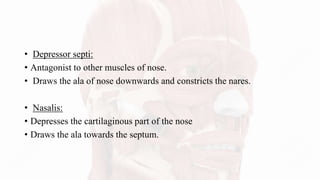 • Depressor septi:
• Antagonist to other muscles of nose.
• Draws the ala of nose downwards and constricts the nares.
• Nasalis:
• Depresses the cartilaginous part of the nose
• Draws the ala towards the septum.
 