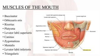 MUSCLES OF THE MOUTH
• Buccinator
• Orbicuaris oris
• Risorius
• Platysma
• Levator labii superioris
• Caninus
• Zygomaticus
• Mentalis
• Levator labii inferioris
• Triangularis
 