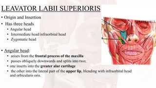 LEAVATOR LABII SUPERIORIS
• Origin and Insertion
• Has three heads
• Angular head
• Intermediate head/infraorbital head
• Zygomatic head
• Angular head:
• arises from the frontal process of the maxilla
• passes obliquely downwards and splits into two;
• one inserts into the greater alar cartilage
• the other into the lateral part of the upper lip, blending with infraorbital head
and orbicularis oris.
 