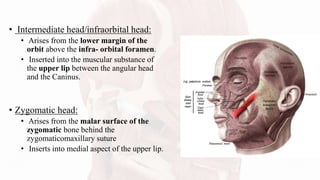 • Intermediate head/infraorbital head:
• Arises from the lower margin of the
orbit above the infra- orbital foramen.
• Inserted into the muscular substance of
the upper lip between the angular head
and the Caninus.
• Zygomatic head:
• Arises from the malar surface of the
zygomatic bone behind the
zygomaticomaxillary suture
• Inserts into medial aspect of the upper lip.
 