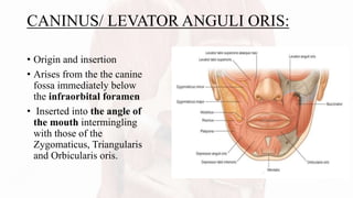 CANINUS/ LEVATOR ANGULI ORIS:
• Origin and insertion
• Arises from the the canine
fossa immediately below
the infraorbital foramen
• Inserted into the angle of
the mouth intermingling
with those of the
Zygomaticus, Triangularis
and Orbicularis oris.
 