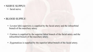 • NERVE SUPPLY:
• facial nerve.
• BLOOD SUPPLY:
• Levator labii superioris is supplied by the facial artery and the infraorbital
branch of the maxillary artery.
• Caninus is supplied by the superior labial branch of the facial artery and the
infraorbital branch of the maxillary artery.
• Zygomaticus is supplied by the superior labial branch of the facial artery.
 