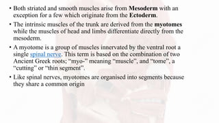 • Both striated and smooth muscles arise from Mesoderm with an
exception for a few which originate from the Ectoderm.
• The intrinsic muscles of the trunk are derived from the myotomes
while the muscles of head and limbs differentiate directly from the
mesoderm.
• A myotome is a group of muscles innervated by the ventral root a
single spinal nerve. This term is based on the combination of two
Ancient Greek roots; “myo-” meaning “muscle”, and “tome”, a
“cutting” or “thin segment”.
• Like spinal nerves, myotomes are organised into segments because
they share a common origin
 