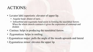 ACTIONS:
• Levator labii superioris: elevator of upper lip.
• Angular head: dilator of naris .
• Infraorbital and zygomatic head assist in forming the nasolabial furrow.
When the whole muscle contracts it gives the expression of contempt and
disdain
• Caninus: helps in producing the nasolabial furrow.
• Zygomaticus: helps in smiling.
• Zygomaticus major: pulls the angle of the mouth upwards and lateral
• Zygomaticus minor: elevates the upper lip
 