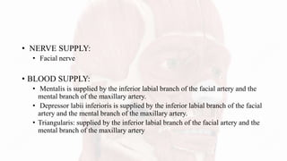• NERVE SUPPLY:
• Facial nerve
• BLOOD SUPPLY:
• Mentalis is supplied by the inferior labial branch of the facial artery and the
mental branch of the maxillary artery.
• Depressor labii inferioris is supplied by the inferior labial branch of the facial
artery and the mental branch of the maxillary artery.
• Triangularis: supplied by the inferior labial branch of the facial artery and the
mental branch of the maxillary artery
 