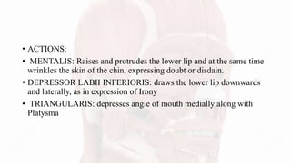 • ACTIONS:
• MENTALIS: Raises and protrudes the lower lip and at the same time
wrinkles the skin of the chin, expressing doubt or disdain.
• DEPRESSOR LABII INFERIORIS: draws the lower lip downwards
and laterally, as in expression of Irony
• TRIANGULARIS: depresses angle of mouth medially along with
Platysma
 