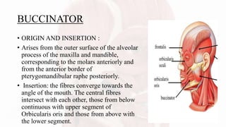 BUCCINATOR
• ORIGIN AND INSERTION :
• Arises from the outer surface of the alveolar
process of the maxilla and mandible,
corresponding to the molars anteriorly and
from the anterior border of
pterygomandibular raphe posteriorly.
• Insertion: the fibres converge towards the
angle of the mouth. The central fibres
intersect with each other, those from below
continuous with upper segment of
Orbicularis oris and those from above with
the lower segment.
 