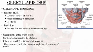 ORBICULARIS ORIS
• ORIGIN AND INSERTION
• It arises from
• Anterior surface of maxilla
• Anterior surface of mandible
• Modiolus
• Insertion:
• Into the skin and mucous membrane of lips.
• Occupies the entire width of lips
• No direct attachment to the skeleton
• Fibers are divided in the upper & lower gp.
That can cross each other at acute angle lateral to corner of
mouth
 
