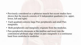 • Previously considered as a sphincter muscle but recent studies have
shown that the muscle consists of 4 independent quadrants (viz. upper,
lower, left and right)
• Each quadrant contains large Pars peripheralis and small Pars
marginalis.
• Both peripheralis and marginalis originate from the modiolus.
• Pars peripheralis decussate at the midline and insert into the
contralateral philtrum edge where as pars marginalis is a continuous
band from modiolus to modiolus
 