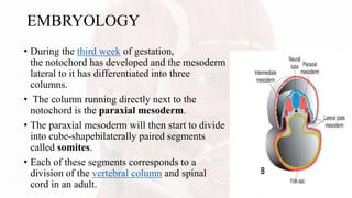 • During the third week of gestation,
the notochord has developed and the mesoderm
lateral to it has differentiated into three
columns.
• The column running directly next to the
notochord is the paraxial mesoderm.
• The paraxial mesoderm will then start to divide
into cube-shapebilaterally paired segments
called somites.
• Each of these segments corresponds to a
division of the vertebral column and spinal
cord in an adult.
EMBRYOLOGY
 