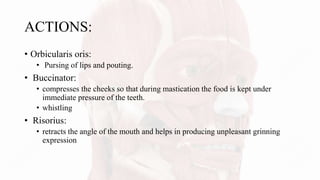 ACTIONS:
• Orbicularis oris:
• Pursing of lips and pouting.
• Buccinator:
• compresses the cheeks so that during mastication the food is kept under
immediate pressure of the teeth.
• whistling
• Risorius:
• retracts the angle of the mouth and helps in producing unpleasant grinning
expression
 