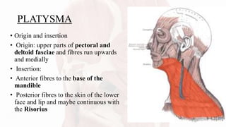PLATYSMA
• Origin and insertion
• Origin: upper parts of pectoral and
deltoid fasciae and fibres run upwards
and medially
• Insertion:
• Anterior fibres to the base of the
mandible
• Posterior fibres to the skin of the lower
face and lip and maybe continuous with
the Risorius
 