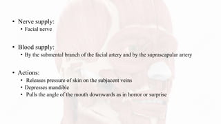 • Nerve supply:
• Facial nerve
• Blood supply:
• By the submental branch of the facial artery and by the suprascapular artery
• Actions:
• Releases pressure of skin on the subjacent veins
• Depresses mandible
• Pulls the angle of the mouth downwards as in horror or surprise
 