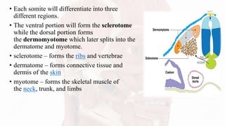 • Each somite will differentiate into three
different regions.
• The ventral portion will form the sclerotome
while the dorsal portion forms
the dermomyotome which later splits into the
dermatome and myotome.
• sclerotome – forms the ribs and vertebrae
• dermatome – forms connective tissue and
dermis of the skin
• myotome – forms the skeletal muscle of
the neck, trunk, and limbs
 