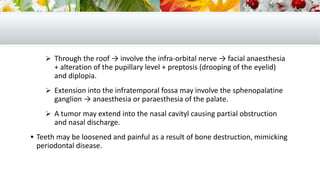  Through the roof → involve the infra-orbital nerve → facial anaesthesia
+ alteration of the pupillary level + preptosis (drooping of the eyelid)
and diplopia.
 Extension into the infratemporal fossa may involve the sphenopalatine
ganglion → anaesthesia or paraesthesia of the palate.
 A tumor may extend into the nasal cavityl causing partial obstruction
and nasal discharge.
 Teeth may be loosened and painful as a result of bone destruction, mimicking
periodontal disease.
 