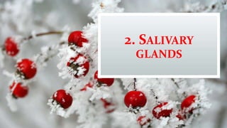 2. SALIVARY
GLANDS
 
