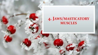 4. JAWS/MASTICATORY
MUSCLES
 