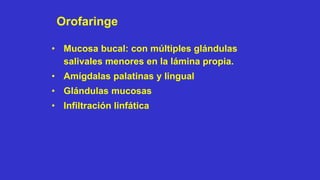 Orofaringe
• Mucosa bucal: con múltiples glándulas
salivales menores en la lámina propia.
• Amígdalas palatinas y lingual
• Glándulas mucosas
• Infiltración linfática
 