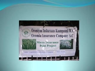 Index Based Livestock Insurance Oromiya insurance company's related produnts