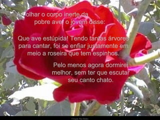 Ao olhar o corpo inerte da  pobre ave, o jovem disse: Pelo menos agora dormirei melhor, sem ter que escutar seu canto chato. Que ave estúpida! Tendo tantas árvores para cantar, foi se enfiar justamente em meio a roseira que tem espinhos. 