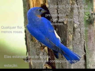 O jardineiro declarou que  ele poderia presenteá-la  com petúnias,  violetas,  cravos... Elas estavam fora de época;  era impossível conseguí-las naquela estação. Qualquer flor, menos rosas. 