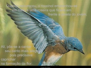 Quando escureceu, o rouxinol emaranhou-se  em meio a uma roseira que ficava em  frente a janela do jovem. Ali, pôs-se a cantar  seu canto mais alegre,  pois precisava caprichar  na formação da flor. 