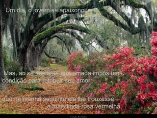 Um dia, o jovem se apaixonou. Mas, ao se declarar, sua amada impôs uma  condição para retribuir seu amor:  que na manhã seguinte ele lhe trouxesse  a mais linda rosa vermelha. 