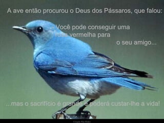 A ave então procurou o Deus dos Pássaros, que falou: - Você pode conseguir uma  rosa vermelha para  o seu amigo...  ...mas o sacrifício é grande e poderá custar-lhe a vida! 
