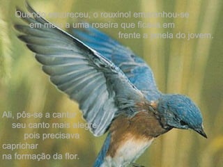 Quando escureceu, o rouxinol emaranhou-se  em meio a uma roseira que ficava em  frente a janela do jovem. Ali, pôs-se a cantar  seu canto mais alegre,  pois precisava caprichar  na formação da flor. 