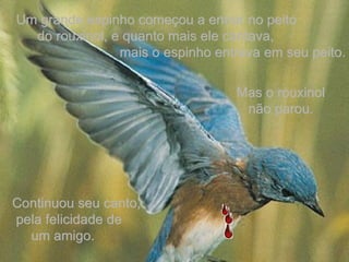 Um grande espinho começou a entrar no peito  do rouxinol, e quanto mais ele cantava,  mais o espinho entrava em seu peito. Continuou seu canto,  pela felicidade de  um amigo. Mas o rouxinol não parou. 