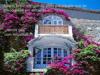 Assim, criou um grande afeto por aquele que se preocupava em alimentá-lo...  ...ainda que com migalhas. 