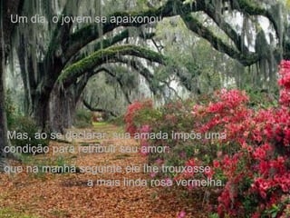 Um dia, o jovem se apaixonou. Mas, ao se declarar, sua amada impôs uma  condição para retribuir seu amor:  que na manhã seguinte ele lhe trouxesse  a mais linda rosa vermelha. 
