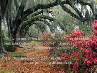 . O jovem percorreu todas as floriculturas da cidade, mas sua busca foi em vão. Nenhuma rosa...  Muito menos vermelha.  Triste, desolado, ele foi pedir ajuda  ao jardineiro de sua casa. 