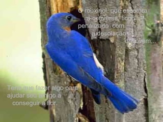 O rouxinol, que escutara  a conversa, ficou  penalizado  com  a desolação  do jovem... Teria que fazer algo para ajudar seu amigo a  conseguir a flor. 