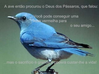 A ave então procurou o Deus dos Pássaros, que falou: - Você pode conseguir uma  rosa vermelha para  o seu amigo...  ...mas o sacrifício é grande e poderá custar-lhe a vida! 