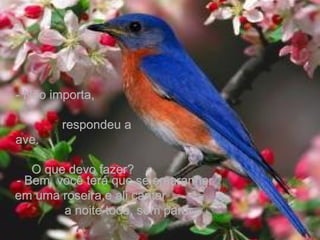 - Não importa,  respondeu a ave.  O que devo fazer? - Bem, você terá que se emaranhar em uma roseira,e ali cantar  a noite toda, sem parar.  