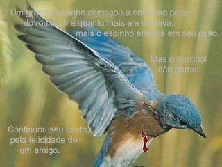 Um grande espinho começou a entrar no peitoUm grande espinho começou a entrar no peito
do rouxinol, e quanto mais ele cantava,do rouxinol, e quanto mais ele cantava,
mais o espinho entrava em seu peito.mais o espinho entrava em seu peito.
Continuou seu canto,Continuou seu canto,
pela felicidade depela felicidade de
um amigo.um amigo.
Mas o rouxinolMas o rouxinol
não parou.não parou.
 