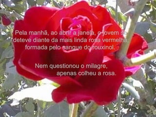 Pela manhã, ao abrir a janela, o jovem sePela manhã, ao abrir a janela, o jovem se
deteve diante da mais linda rosa vermelha,deteve diante da mais linda rosa vermelha,
formada pelo sangue do rouxinol.formada pelo sangue do rouxinol.
Nem questionou o milagre,Nem questionou o milagre,
apenas colheu a rosa.apenas colheu a rosa.
 