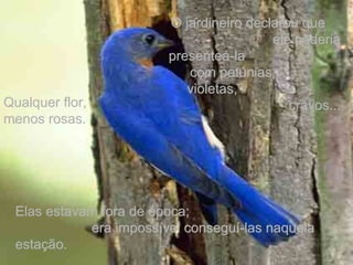 O jardineiro declarou queO jardineiro declarou que
ele poderiaele poderia
presenteá-lapresenteá-la
com petúnias,com petúnias,
violetas,violetas,
cravos...cravos...
Elas estavam fora de época;Elas estavam fora de época;
era impossível conseguí-las naquelaera impossível conseguí-las naquela
estação.estação.
Qualquer flor,Qualquer flor,
menos rosas.menos rosas.
 