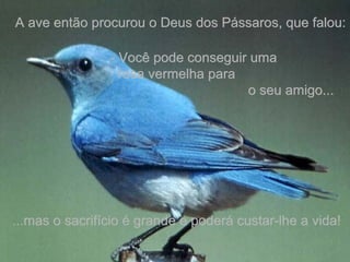A ave então procurou o Deus dos Pássaros, que falou:A ave então procurou o Deus dos Pássaros, que falou:
- Você pode conseguir uma- Você pode conseguir uma
rosa vermelha pararosa vermelha para
o seu amigo...o seu amigo...
...mas o sacrifício é grande e poderá custar-lhe a vida!...mas o sacrifício é grande e poderá custar-lhe a vida!
 