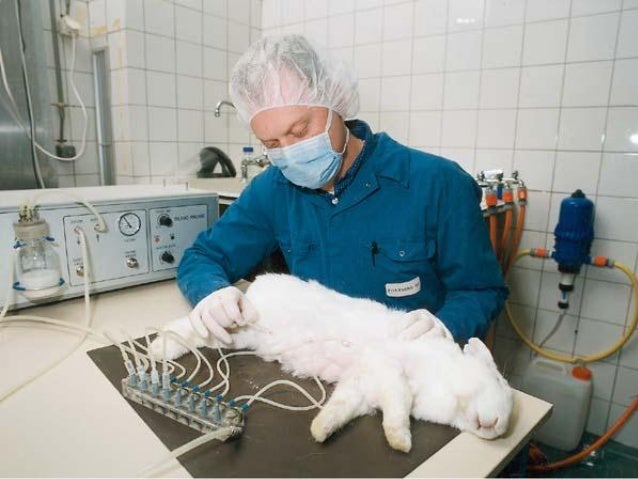 Afbeeldingsresultaat voor konijnen melken