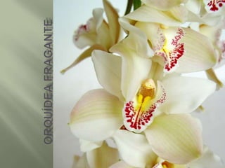 Orquídea Fragante 