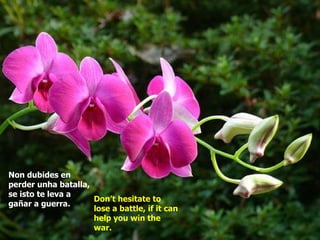 Non dubides en perder unha batalla, se isto te leva a gañar a guerra.   Don’t hesitate to lose a battle, if it can help you win the war. 
