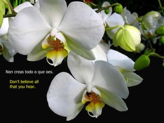 Non creas todo o que oes. Don’t believe all  that you hear. 