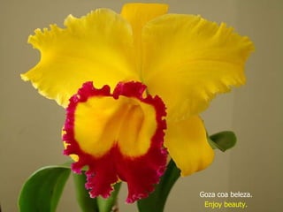 Goza coa beleza. Enjoy beauty. 