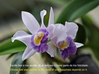 Escolle ben a túa parella, de aí derívase a maior parte da túa felicidade. Choose well your partner in life, most of your happiness depends on it. 