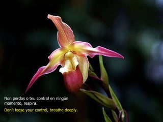 Non perdas o teu control en ningún momento, respira. Don’t loose your control, breathe deeply. 