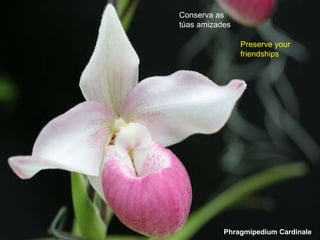 Phragmipedium Cardinale Conserva as túas amizades Preserve your friendships 